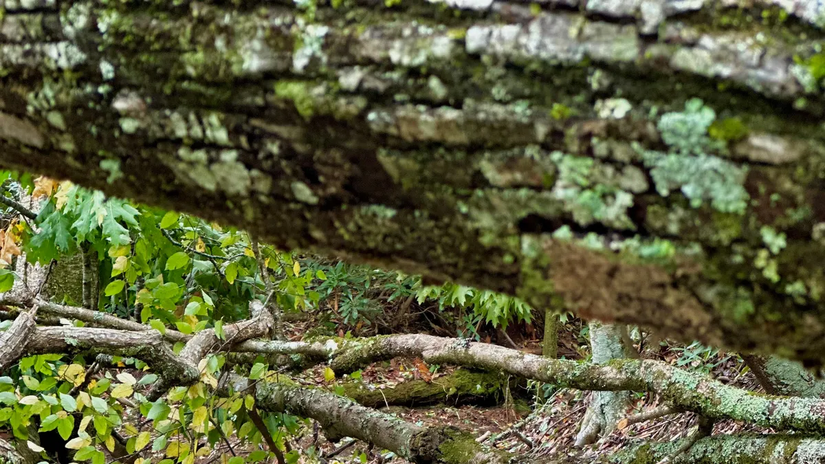 A tranquil forest scene featuring moss-covered tree bark and overlapping branches, with dappled light illuminating lush green foliage. The setting is quiet and undisturbed, inviting visitors to explore the natural surroundings.