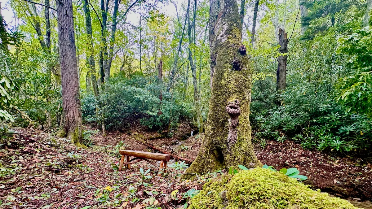 A tranquil outdoor setting with a moss-covered tree, a wooden bench beside lush greenery, and a small stream flowing in the background. The scene feels peaceful and perfect for quiet reflection or birdwatching during a break from hiking.