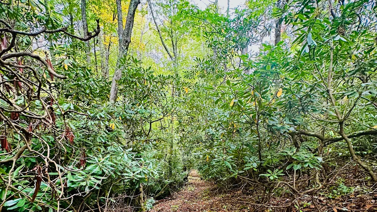 A secluded pathway winds through dense foliage and mature trees, inviting exploration and hinting at hidden clearings beyond. Sunlight filters through the canopy, and the natural terrain suggests an authentic, private trail experience right out the back door.