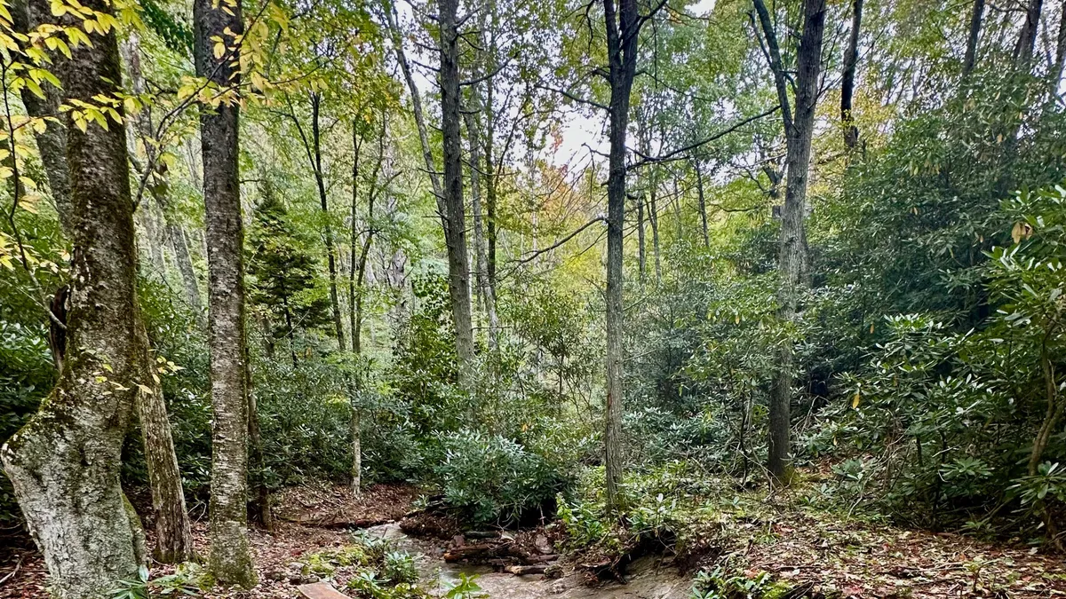 A tranquil woodland setting with tall trees and lush greenery flanking a gently flowing stream. Sunlight filters through the canopy, creating dappled patterns on the water and inviting spots for quiet contemplation or playful exploration. The natural beauty and serenity of the scene evoke a sense of wonder and adventure.